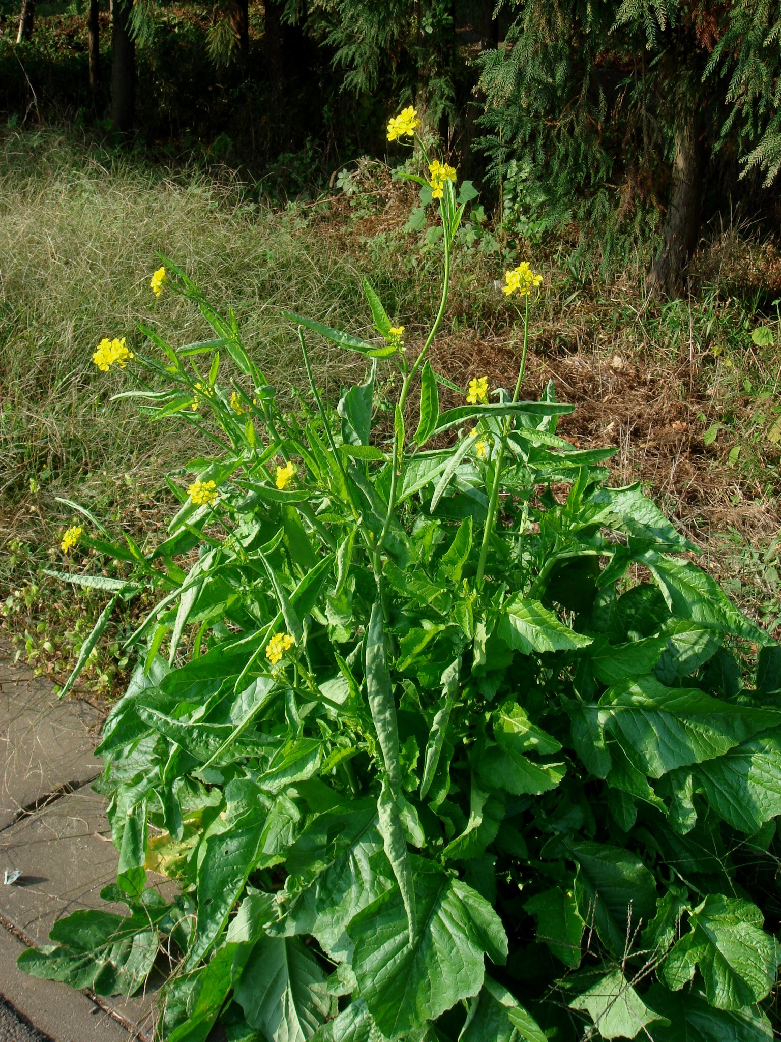 Brassica juncea (L.) Czernajew